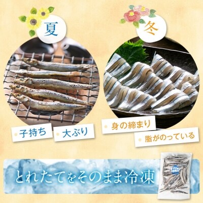 甑島の干物3点セット Z-706