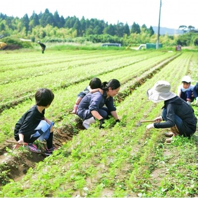 鹿児島さつまいも(紅はるか)土付き 5kg 【10～12月発送】 Z-614 