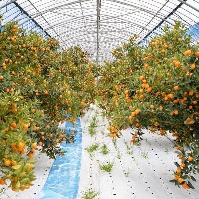 ＼皮までまるごと/鹿児島県産きんかんいりき【3L・32玉入】金柑 JA北さつま　AS-2233