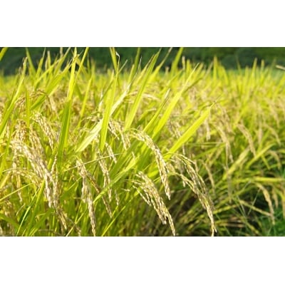 鹿児島県産自然育ちの鴨肉(合鴨)　1枚　AS-8121