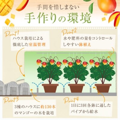 冷凍カットマンゴー800g 100g 8パック A 552 お礼品詳細 ふるさと納税なら さとふる