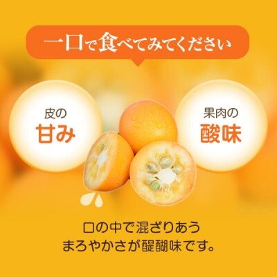 【約3.7kg】JA北さつまのきんかん【1月より順次発送】キンカン 季節限定 B-023