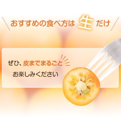  【約3.7kg】JA北さつまのきんかん【1月より順次発送】キンカン　季節限定　BS-3104