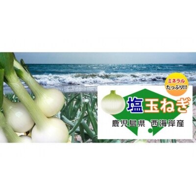 【3/1～順次発送】湯田口海岸産 塩たまねぎ 約5kg AS-015