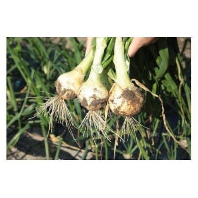 【先行受付】 湯田口海岸産 塩たまねぎ 約3kg 玉ねぎ たまねぎ ZS-702