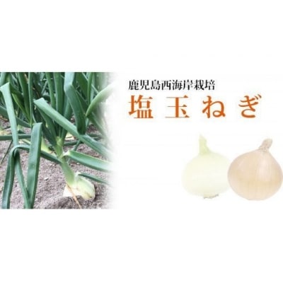 湯田口海岸産 塩たまねぎ 約3kg 玉ねぎ たまねぎ ZS-702