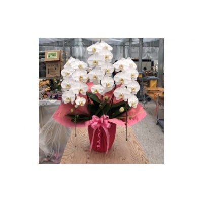 胡蝶蘭 V3白大輪3本立て 30~33輪 蕾込み ラッピング付 鹿児島 花　BS-814