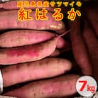 【訳あり】【農家直送】薩摩で育てたさつまいも(紅はるか)洗い　規格外　7kg ZS-926