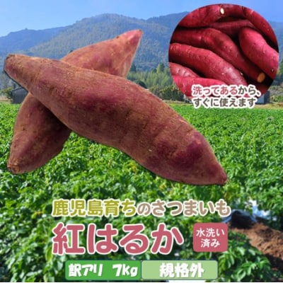 薩摩で育てたさつまいも(紅はるか)洗い　規格外　7kg	ZS-923