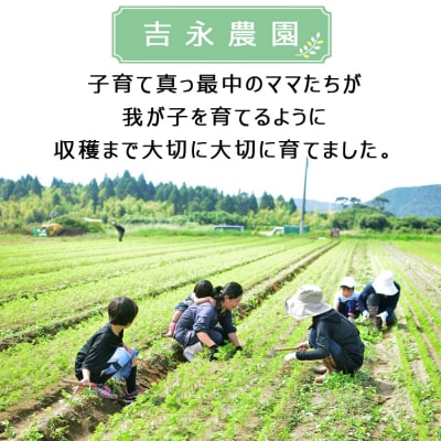 【2025年内発送】【農家直送】薩摩で育てたさつまいも(紅はるか)洗い5kg中サイズ ZS-906
