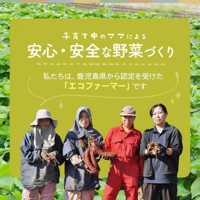【訳あり】【数量限定】ママたちの想いをギュッ! ほくほくじゃがいも ニシユタカ ZS-715