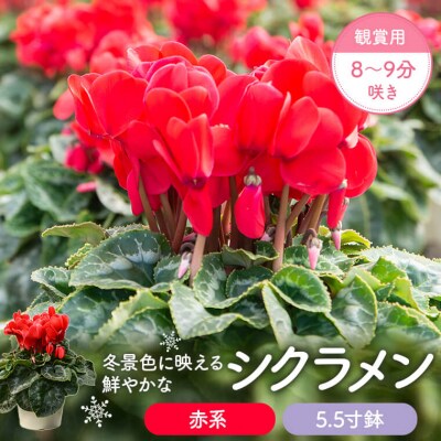 シクラメン(赤系)　5.5寸鉢 観賞用8～9分咲き　AS-2084-1