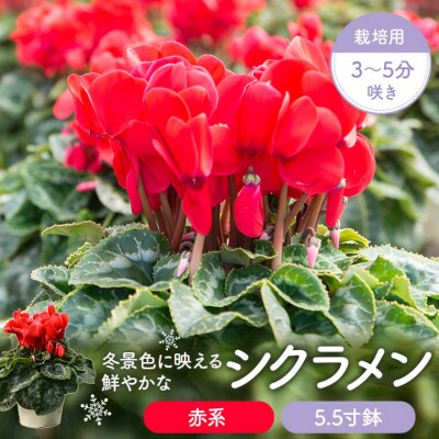 シクラメン(赤系) 5.5寸鉢 栽培用3~5分咲き A-0142