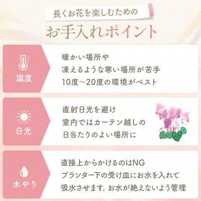 シクラメン(赤系) 5.5寸鉢 栽培用3~5分咲き A-0142
