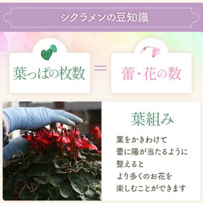 シクラメン(赤系) 5.5寸鉢 栽培用3~5分咲き A-0142