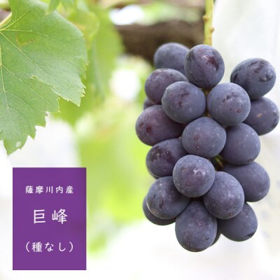  種なし巨峰 2kg A-462
