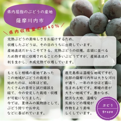  種なし巨峰 2kg A-462