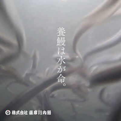 国産きざみうなぎ ごぼう入り(タレ付き) 合計425g(85g×5袋) ss0299