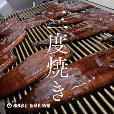【数量限定!】鹿児島県産 特大サイズうなぎ蒲焼3尾 合計558g以上 ss0422