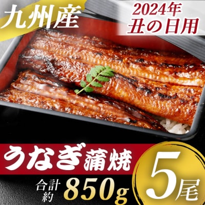 【数量限定】先行受付　丑の日用九州産うなぎ蒲焼  計850g(約170g×5尾 ) CSR-701