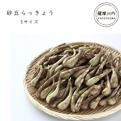 【数量限定】【先行受付】砂丘らっきょう Sサイズ 4kg　A-0224  | ふるさと納税のお礼品