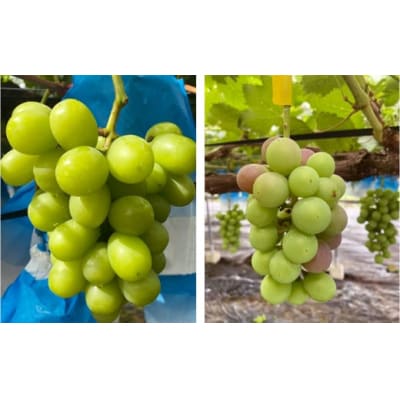 【数量限定】【先行受付】シャインマスカット 計1kg マスカット ぶどう AS-2239