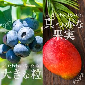 【季節限定】完熟マンゴー600g&ブルーベリー400g(M-5) 7月下旬以降発送 A-636