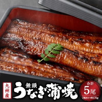 九州産 無頭 うなぎ 蒲焼き 約170g×5尾 国産 ウナギ 蒲焼 DSR-102
