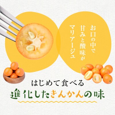 【先行受付】【2023年12月中旬より発送開始】きんかん3kg(ご自宅用)レシピ付き A-484