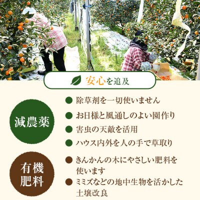 【先行受付】【2023年12月中旬より発送開始】きんかん3kg(ご自宅用)レシピ付き A-484