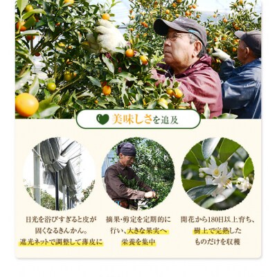 【先行受付】【2023年12月中旬より発送開始】きんかん3kg(ご自宅用)レシピ付き A-484