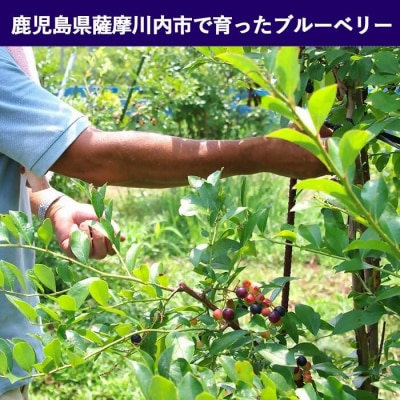 ZS-529 【訳あり】冷凍ブルーベリー 1kg