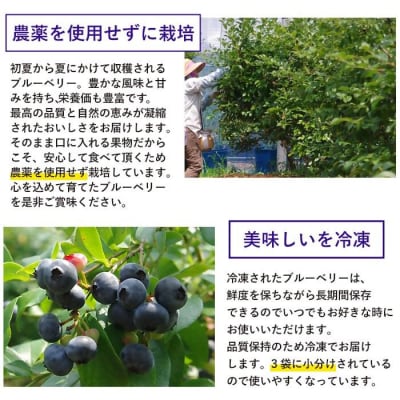 冷凍ブルーベリー 2.6kg BS-048