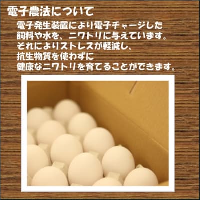 【2026年1月発送】電子たまご(白玉) 30個 卵 たまご 白玉 ZS-534-1