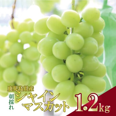 【先行受付】＼朝採れ/ 鹿児島県産 シャインマスカット 1.2kg(2房)  ぶどう ASR-384