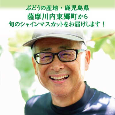 【先行受付】＼朝採れ/ 鹿児島県産 シャインマスカット 1.2kg(2房)  ぶどう ASR-384