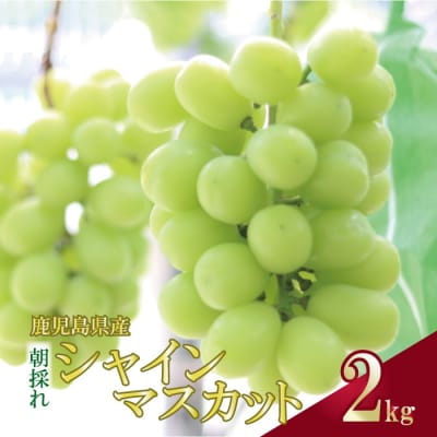 【先行受付】＼朝採れ/ 鹿児島県産 シャインマスカット 2kg (3～4房) BSR-154