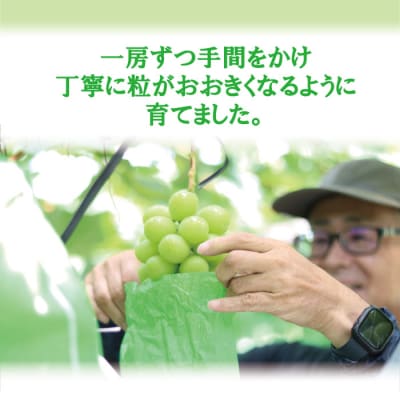 【先行受付】＼朝採れ/ 鹿児島県産 シャインマスカット 2kg (3～4房) BSR-154