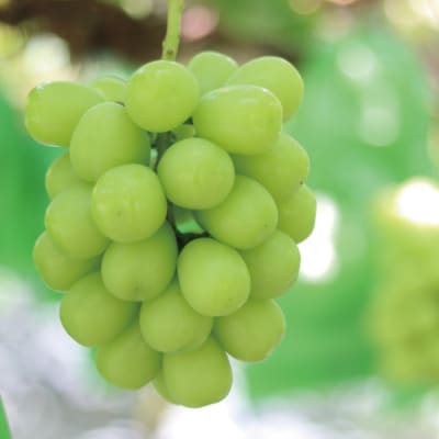 【先行受付】＼朝採れ/ 鹿児島県産 シャインマスカット 2kg (3～4房) BSR-154