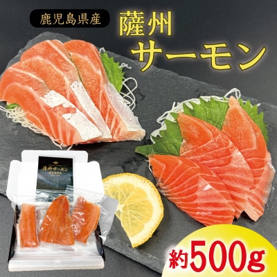 薩州サーモン 500g 鹿児島 国産 養殖 サーモン  AS-2228