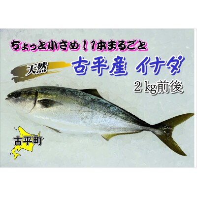 古平産　天然イナダ