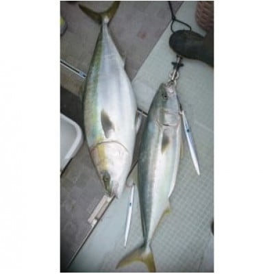 ルンゴスライダー200g　オススメカラー　2本セット