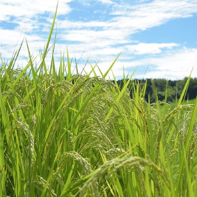 令和6年産 富山県産コシヒカリ5kg×2袋(計10kg)