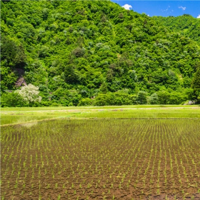 令和6年産 富山県産コシヒカリ5kg×2袋(計10kg)