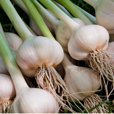 富山県産熟成黒にんにく 100g×3パック