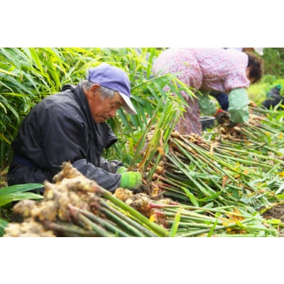 【高知県産】黄金しょうが　約2kg