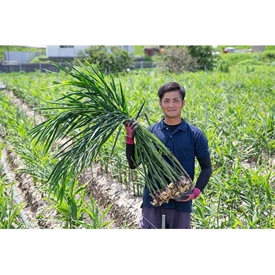 黄金しょうが粉末　50g×3袋セット