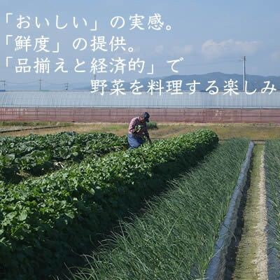 【産直】旬の採れたて野菜セット　10品目「新鮮だから美味しい!」