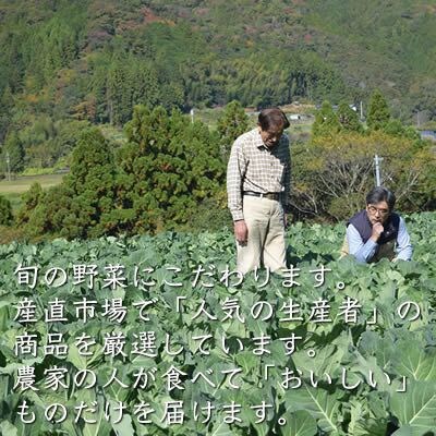 【産直】旬の採れたて野菜セット　10品目「新鮮だから美味しい!」