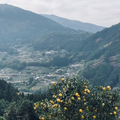 土佐寿司　ゆずの山　1箱(8貫入)